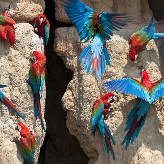 A group of parrots perched on rocks.