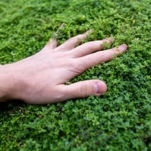 A man touches grass.