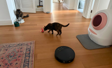 Robot vacuum cleaning hardwood floor with two cats and litter box in peripherals