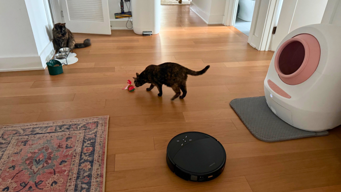 Robot vacuum cleaning hardwood floor with two cats and litter box in peripherals