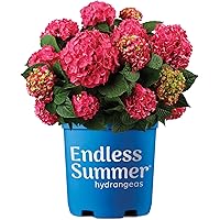 Endless Summer Hydrangea Summer Crush Shrub & Hedge, 1 Gallon Deals
