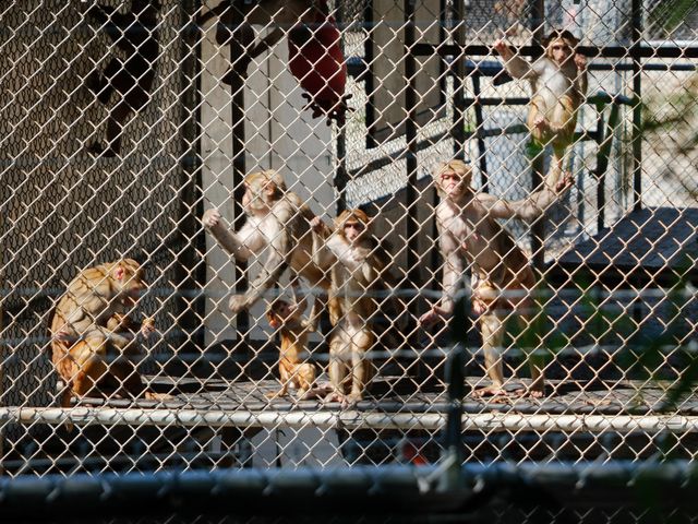 The Runaway Monkeys Upending the Animal-Rights Movement