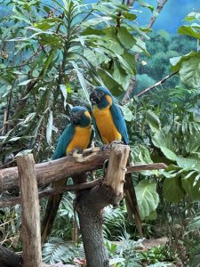 A pair of green and yellow parakeets (Brookfield Zoo, Illinois, USA)