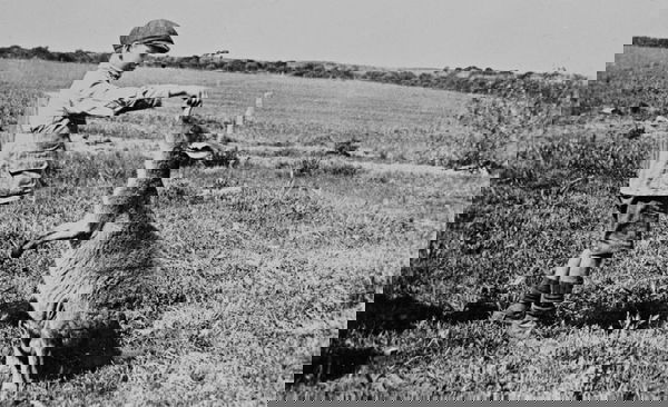 The Quirky, the Artful, and the Unexpected: Historic Photographs of Life in Australia