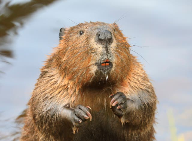 <p>From 1 October, the Eurasian beaver has been given protected native species status</p>